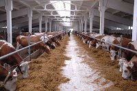 Под Рязанью расширяется молочная ферма Под Рязанью расширяется молочная ферма