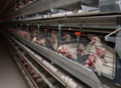 В Липецкой области построят завод по производству оборудования для птицефабрик В Липецкой области построят завод по производству оборудования для птицефабрик