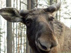 Тамбовские леса оборудовали видеоловушками Тамбовские леса оборудовали видеоловушками