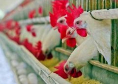 Украинцы строят в Липецкой области завод за 800 млн рублей Украинцы строят в Липецкой области завод за 800 млн рублей