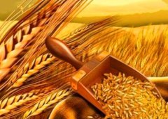 Специалисты планируют собрать в Тамбовской области 3,2 млн тонн зерна