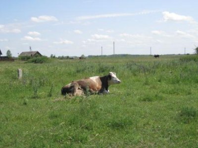 В Тамбовской области 42 фермера получили 100 миллионов рублей