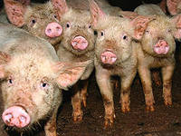 На Тамбовщине обнаружен новый очаг африканской чумы свиней