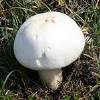 В Саратовской области погибли 4 человека, отравившись грибами