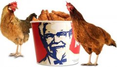   KFC   