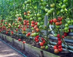 Теплицы Белгородской области будут производить 37,5 тысяч тонн овощей в год