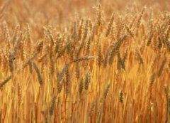 В некоторых районах Белгородской области урожайность зерновых превышает 50 ц/га