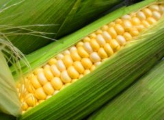 «Тамбовские фермы» построят завод по переработке кукурузы