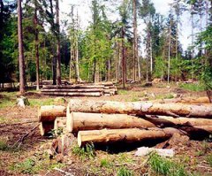В Мичуринском районе пресечена незаконная вырубка леса
