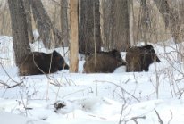 В заповеднике "Воронинский" провели зимний маршрутный учет животных