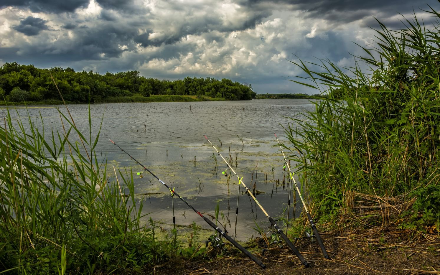 Рыба реки ворона
