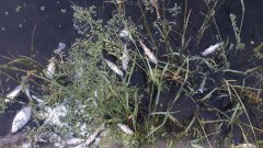 Проводится проверка по факту гибели рыбы в реке Цна