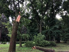 Очередное дерево задавило человека в Тамбове 