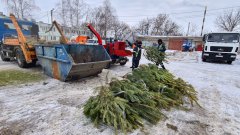 Новогодние ёлки тамбовчан и мичуринцев отправят на переработку