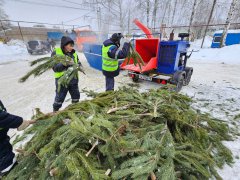 В Тамбовской области отправили на переработку более 500 кубометров ёлок