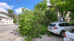 В Тамбове продолжают падать деревья